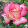 California Dreamin'™ 2 California Dreamin'™ -HEIRLOOM ROSES Sales California Dreaming 45