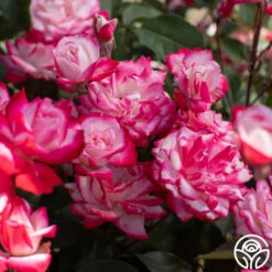 Candy Cane Cocktail™ -HEIRLOOM ROSES Sales Candy Candy Cane Cocktail 12