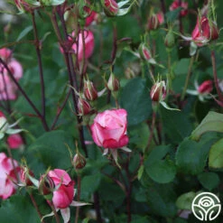 Candy Cane Cocktail™ -HEIRLOOM ROSES Sales Candy Cane Cockail 14