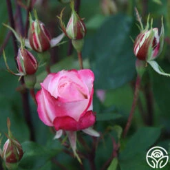 Candy Cane Cocktail™ -HEIRLOOM ROSES Sales Candy Cane Cocktail 11