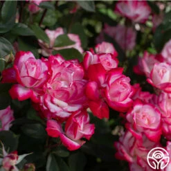 Candy Cane Cocktail™ -HEIRLOOM ROSES Sales Candy Cane Cocktail 11 26b81fab 2b62 4998 8b5e 55b7c6ad3033