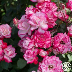 Candy Cane Cocktail™ -HEIRLOOM ROSES Sales Candy Cane Cocktail 13