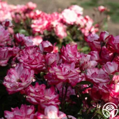 Candy Cane Cocktail™ -HEIRLOOM ROSES Sales Candy Cane Cocktail 14