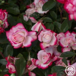 Candy Cane Cocktail™ -HEIRLOOM ROSES Sales Candy Cane Cocktail 15