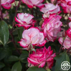 Candy Cane Cocktail™ -HEIRLOOM ROSES Sales Candy Cane Cocktail 18