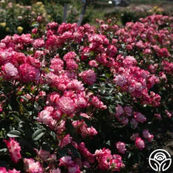 Candy Cane Cocktail™ -HEIRLOOM ROSES Sales Candy Cane Cocktail 19