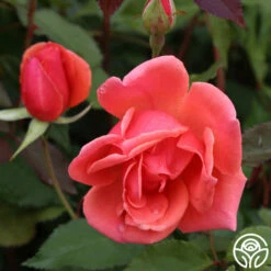 Carefree Celebration -HEIRLOOM ROSES Sales Carefree Celebration 03