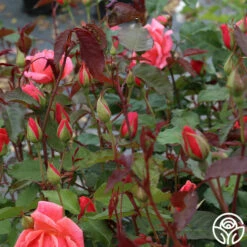 Carefree Celebration -HEIRLOOM ROSES Sales Carefree Celebration 05