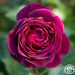 Celestial Night™ -HEIRLOOM ROSES Sales Celestial Night 11