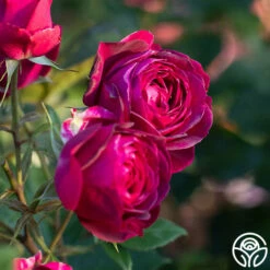 Celestial Night™ -HEIRLOOM ROSES Sales Celestial Night 12