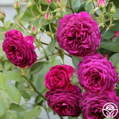 Celestial Night™ -HEIRLOOM ROSES Sales Celestial Night 122