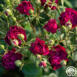 Celestial Night™ -HEIRLOOM ROSES Sales Celestial Night 14