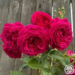 Celestial Night™ -HEIRLOOM ROSES Sales Celestial Night 17