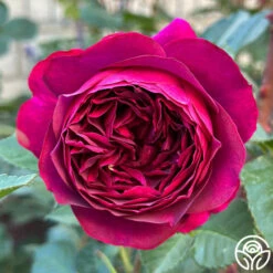 Celestial Night™ -HEIRLOOM ROSES Sales Celestial Night 18