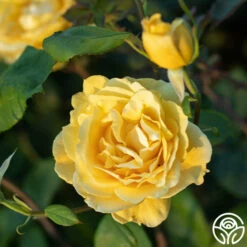 Ch-Ching! -HEIRLOOM ROSES Sales Ch Ching 05