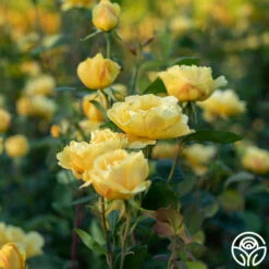 Ch-Ching! -HEIRLOOM ROSES Sales Ch Ching 032