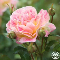 Champagne Cocktail 18 Champagne Cocktail -HEIRLOOM ROSES Sales Champagne Cocktail 1