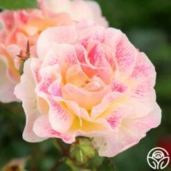 Champagne Cocktail 14 Champagne Cocktail -HEIRLOOM ROSES Sales Champagne Cocktail 12