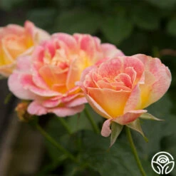 Champagne Cocktail 23 Champagne Cocktail -HEIRLOOM ROSES Sales Champagne Cocktail 122