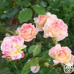 Champagne Cocktail 15 Champagne Cocktail -HEIRLOOM ROSES Sales Champagne Cocktail 123