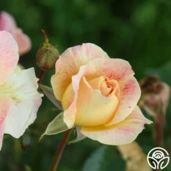 Champagne Cocktail 22 Champagne Cocktail -HEIRLOOM ROSES Sales Champagne Cocktail 14