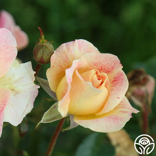 Champagne Cocktail 12 Champagne Cocktail - Image 10