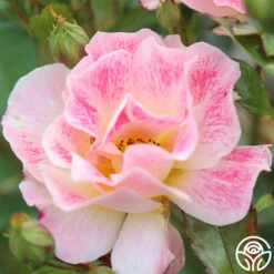 Champagne Cocktail 17 Champagne Cocktail -HEIRLOOM ROSES Sales Champagne Cocktail 16