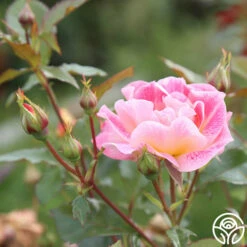 Champagne Cocktail 21 Champagne Cocktail -HEIRLOOM ROSES Sales Champagne Cocktail 18