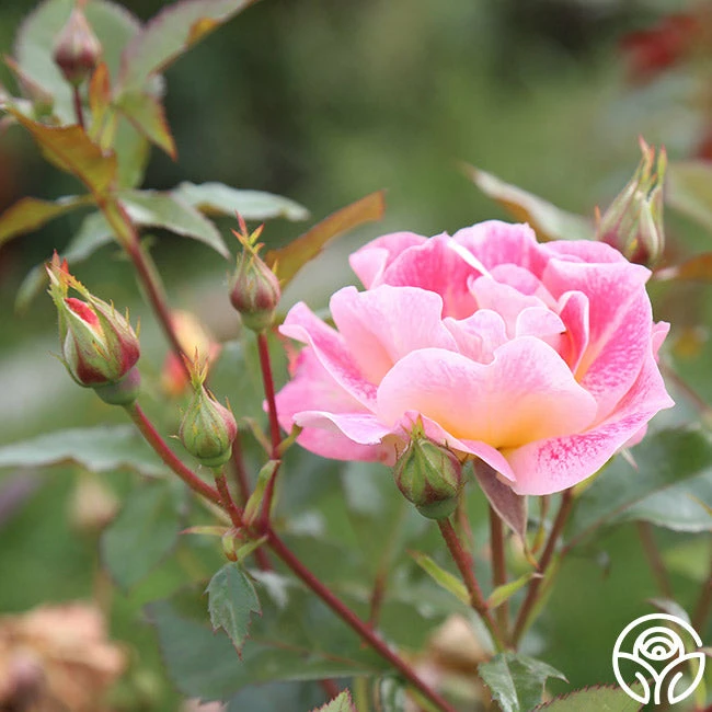 Champagne Cocktail 11 Champagne Cocktail - Image 9