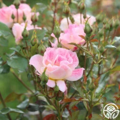 Champagne Cocktail 19 Champagne Cocktail -HEIRLOOM ROSES Sales Champagne Cocktail 19