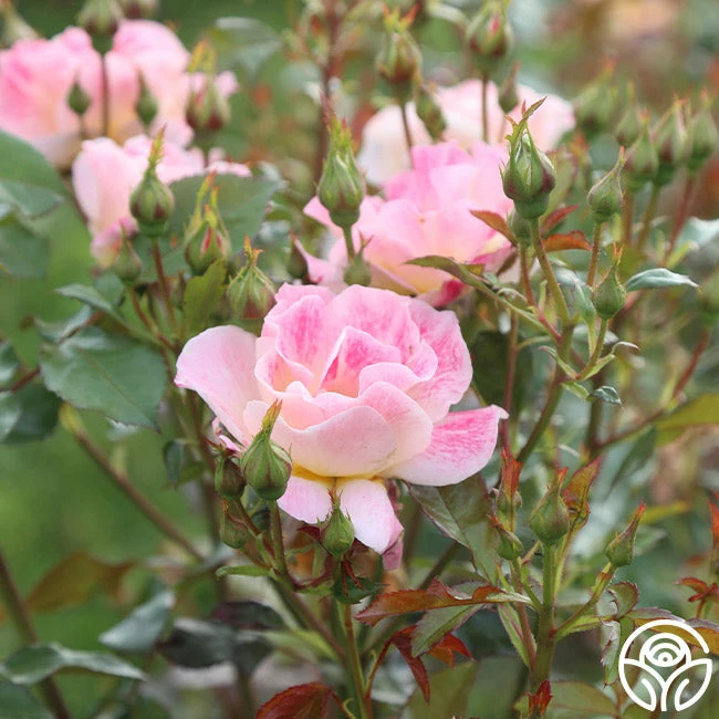 Champagne Cocktail 9 Champagne Cocktail - Image 7