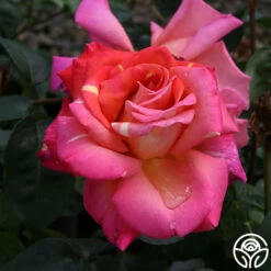 Chicago Peace® -HEIRLOOM ROSES Sales Chicago Peace 15
