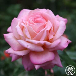 Chicago Peace® -HEIRLOOM ROSES Sales Chicago Peace 17