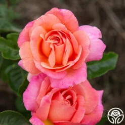 Chicago Peace® -HEIRLOOM ROSES Sales Chicago Peace 234