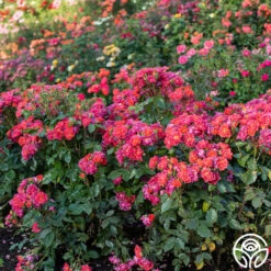 Cinco De Mayo -HEIRLOOM ROSES Sales Cinco De Mayo 01