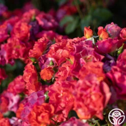 Cinco De Mayo -HEIRLOOM ROSES Sales Cinco De Mayo 15