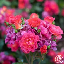 Cinco De Mayo -HEIRLOOM ROSES Sales Cinco De Mayo 3456