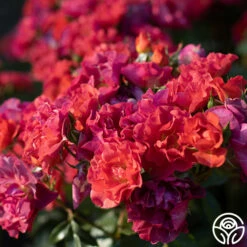 Cinco De Mayo -HEIRLOOM ROSES Sales Cinco De mayo 63