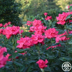 Cinnamon Dolce™ -HEIRLOOM ROSES Sales Cinnamon Dolce 11