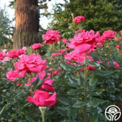 Cinnamon Dolce™ -HEIRLOOM ROSES Sales Cinnamon Dolce 12