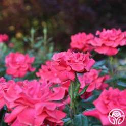 Cinnamon Dolce™ -HEIRLOOM ROSES Sales Cinnamon Dolce 13