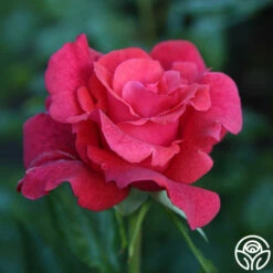 Cinnamon Dolce™ -HEIRLOOM ROSES Sales Cinnamon Dolce 16