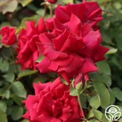CL Crimson Glory -HEIRLOOM ROSES Sales Cl Crimson Glory 17