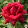 CL Crimson Glory -HEIRLOOM ROSES Sales Cl Crimson Glory 18
