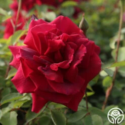 CL Crimson Glory -HEIRLOOM ROSES Sales Cl Crimson Glory 22