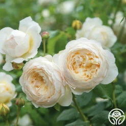 Claire Austin 8 Claire Austin -HEIRLOOM ROSES Sales Claire Austin 3