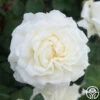 Cloud 10™ -HEIRLOOM ROSES Sales Cloud 10 00
