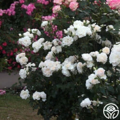 Cloud 10™ -HEIRLOOM ROSES Sales Cloud 10 01