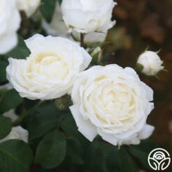 Cloud 10™ -HEIRLOOM ROSES Sales Cloud 10 011