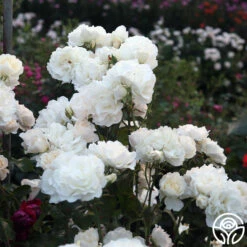 Cloud 10™ -HEIRLOOM ROSES Sales Cloud 10 02